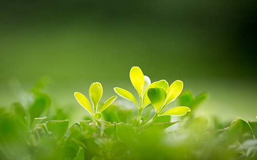 高中留學(xué)澳洲花多少錢