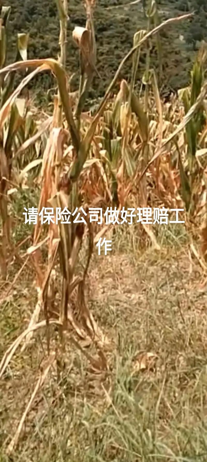 如何通過保安服務(wù)提高大型活動(dòng)的安保效率